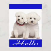 Hallo Kaart Bichon Frise Puppy Dog (Voorkant)