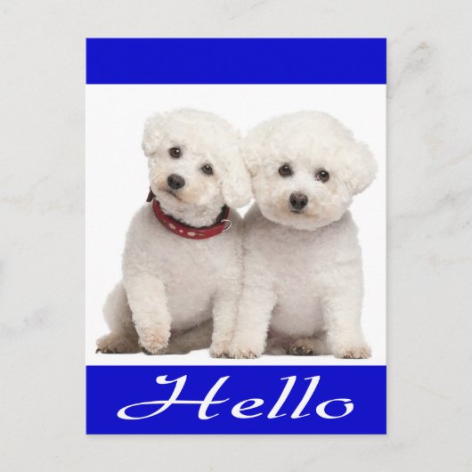 Hallo Kaart Bichon Frise Puppy Dog (Voorkant)