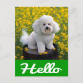 Hallo Kaart Bichon Frise Puppy Dog (Voorkant)