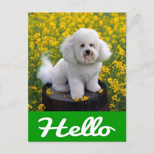 Hallo Kaart Bichon Frise Puppy Dog (Voorkant)