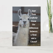 Hallo Kaart | Schattigee Funny Llama Humor (Voorkant)