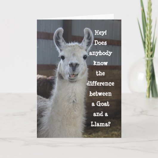 Hallo Kaart | Schattigee Funny Llama Humor (Voorkant)