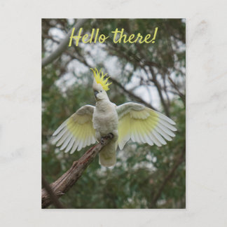 Hallo Kaketoe Papegaai Vogel Open Vleugels Persona Briefkaart