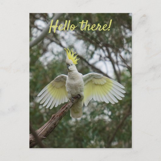 Hallo Kaketoe Papegaai Vogel Open Vleugels Persona Briefkaart (Voorkant)