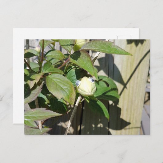 hallo Kermie Briefkaart (Voorkant / Achterkant)