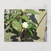 hallo Kermie Briefkaart (Voorkant)