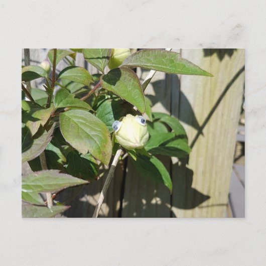 hallo Kermie Briefkaart (Voorkant)