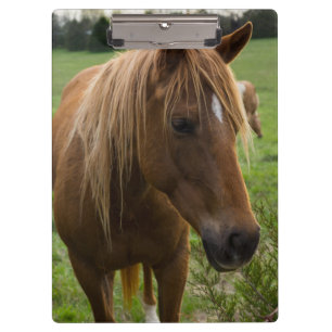 Hallo Klembord