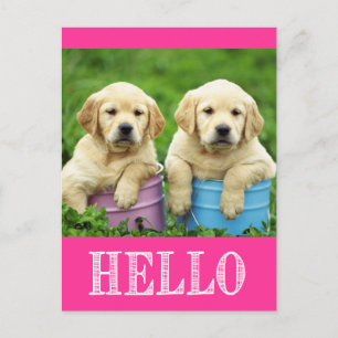 Hallo Labrador Retriever Puppy Hond Postkaart