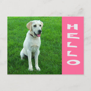 Hallo Labrador Retriever Puppy Hond Roze Postkaart