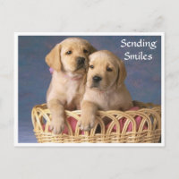 Hallo Labrador Retriever Puppy Post Card