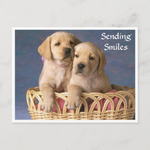 Hallo Labrador Retriever Puppy Post Card Briefkaart