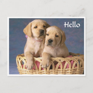 Hallo Labrador Retriever Puppy Wenskaart Briefkaart