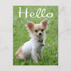 Hallo Langharige Chihuahua Puppie Hond Postkaart
