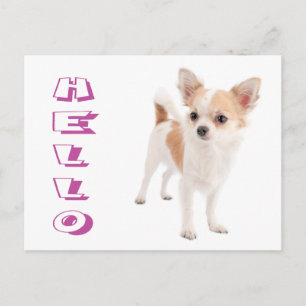 Hallo Langharige Chihuahua Puppies Hond Postkaart