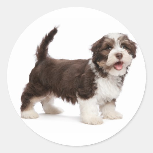 Hallo Liefs Havanese Chocolade Bruin Puppy Dog Ronde Sticker (Voorkant)