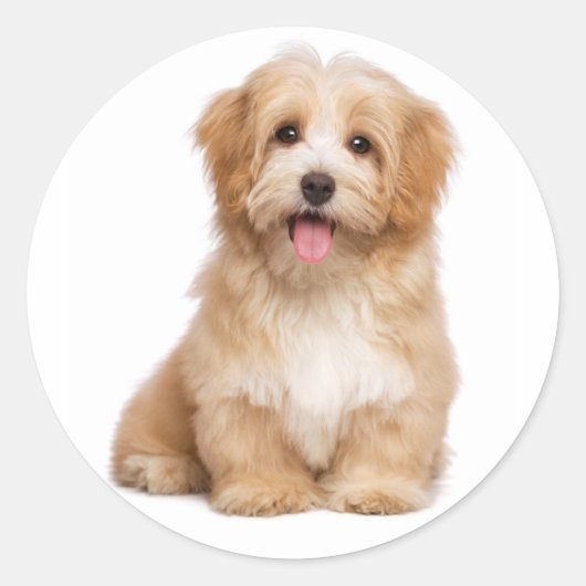 Hallo Liefs Havanese Tan Puppy Dog Ronde Sticker (Voorkant)