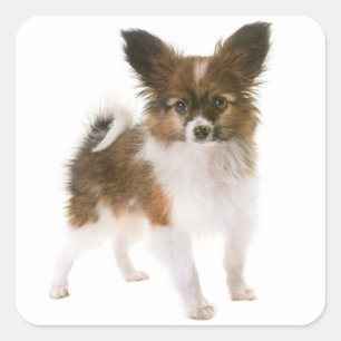 Hallo Love Papillon Puppy Dog Vierkante Sticker