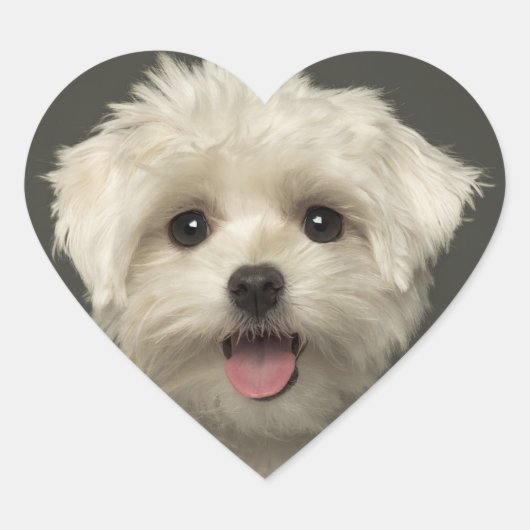 Hallo Maltese Puppy Dog Stickers / zeehonden (Voorkant)