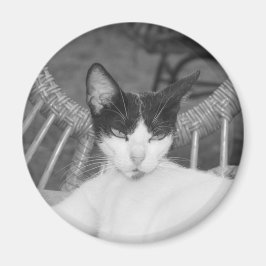 Hallo Meow... Magneet