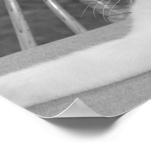 Hallo Meow... Poster (Hoek)