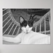 Hallo Meow... Poster (Voorkant)