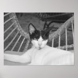 Hallo Meow... Poster