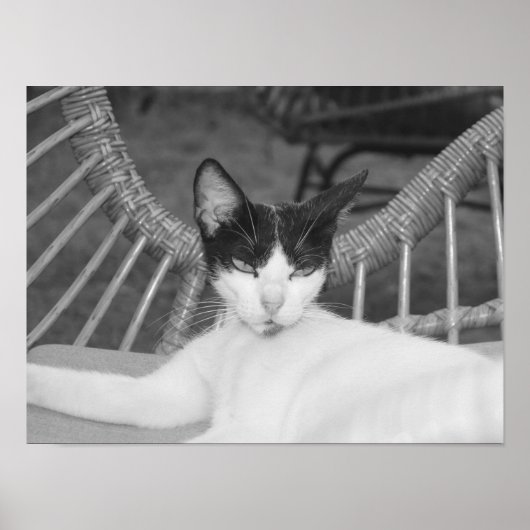 Hallo Meow... Poster (Voorkant)