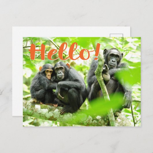 Hallo Met chimpansees Briefkaart (Voorkant / Achterkant)