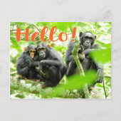 Hallo Met chimpansees Briefkaart (Voorkant)