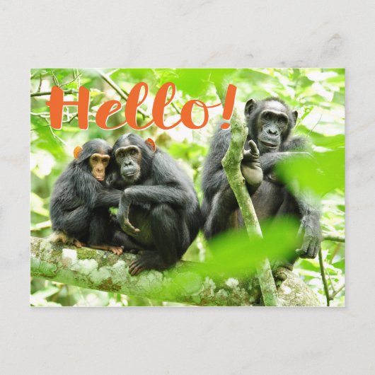 Hallo Met chimpansees Briefkaart (Voorkant)