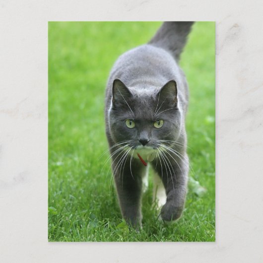 hallo, mijn naam is Miki Briefkaart (Voorkant)
