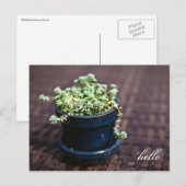 Hallo Mini Succulents Briefkaart (Voorkant / Achterkant)