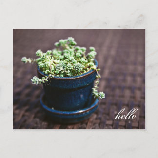 Hallo Mini Succulents Briefkaart