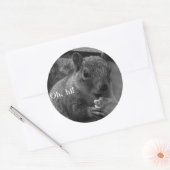 Hallo Mr. Squirrel! Ronde Sticker (Envelop)