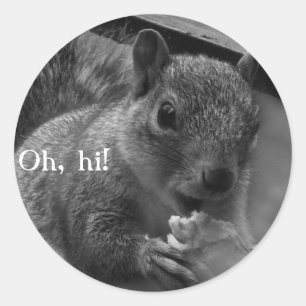 Hallo Mr. Squirrel! Ronde Sticker