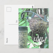Hallo Nee! Gezegde Hi Schattige Bird op Vogelvoede Briefkaart (Voorkant / Achterkant)