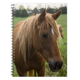 Hallo Notitieboek