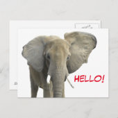 Hallo Olifant Safari Dier Briefkaart (Voorkant / Achterkant)