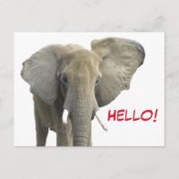 Hallo Olifant Safari Dier