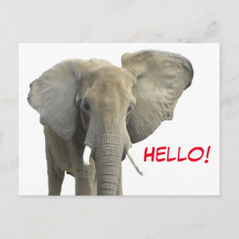 Hallo Olifant Safari Dier Briefkaart