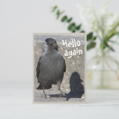 hallo opnieuw CC0518 Jackdaw Briefkaart (Staand voorkant)