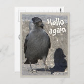 hallo opnieuw CC0518 Jackdaw Briefkaart (Voorkant / Achterkant)