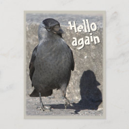 hallo opnieuw CC0518 Jackdaw Briefkaart