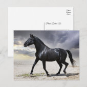 Hallo Paard zwarte hengst - Briefkaart (Voorkant / Achterkant)