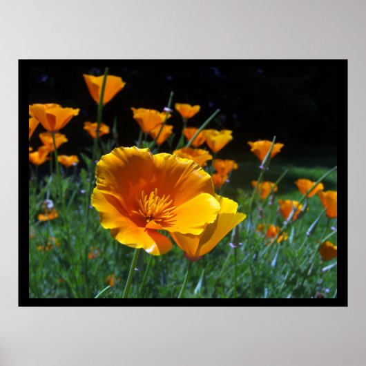 hallo Papavers Grote Posters en Prints (Voorkant)