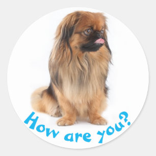 Hallo Pekinees Puppie Hond Denkt Aan Jou Ronde Sticker