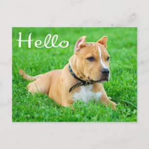 hallo Pit Bull Puppy Dog Blank Briefkaart