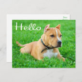hallo Pit Bull Puppy Dog Blank Briefkaart (Voorkant / Achterkant)
