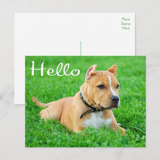 hallo Pit Bull Puppy Dog Blank Briefkaart (Voorkant / Achterkant)